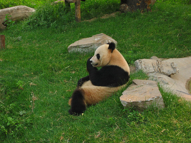 Beijing Zoo Panda