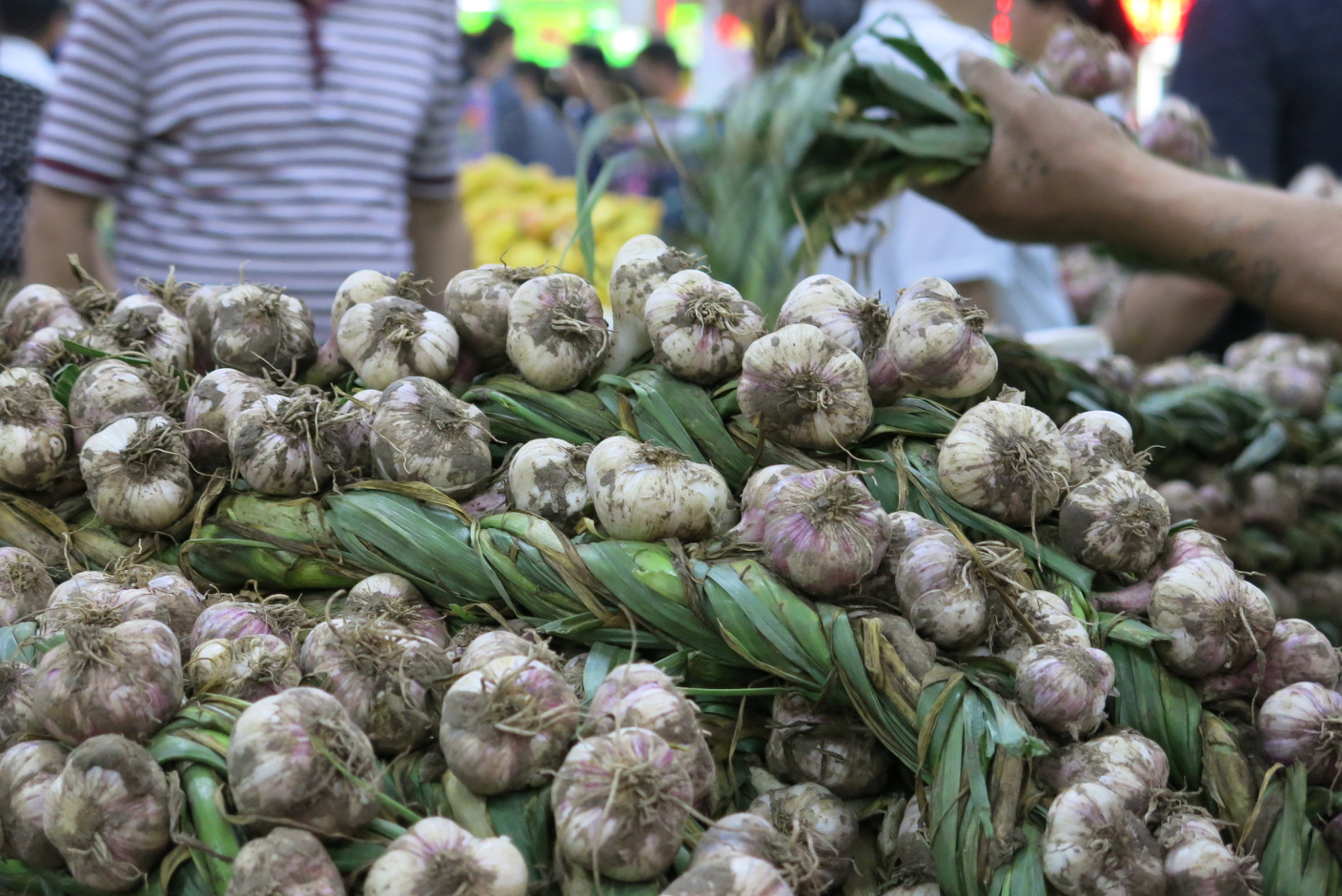 beijing garlic_resize