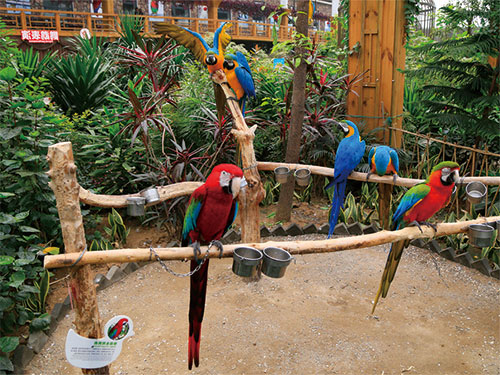 Nangong-Parrots