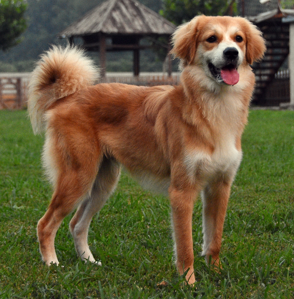 ginger dog breeds