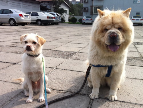Rivers and Chinita are rabies-free. Are you? Photo by Kara Chin