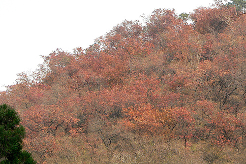 Red leave abound at Fragrant Hills. Photo by Yongxinge of Flickr.