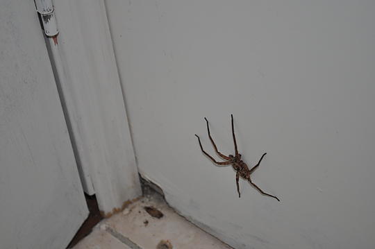 To put it into perspective, this thing was the size of my hand, fingers all stretched out. Eek!