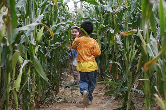 Fantastic corn maze, photo by the Green Cow Harvest Fest