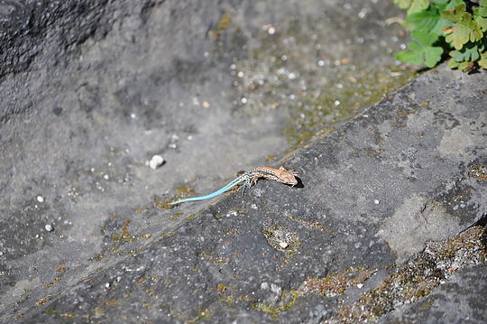 Even got to see a cool blue-tailed lizard!