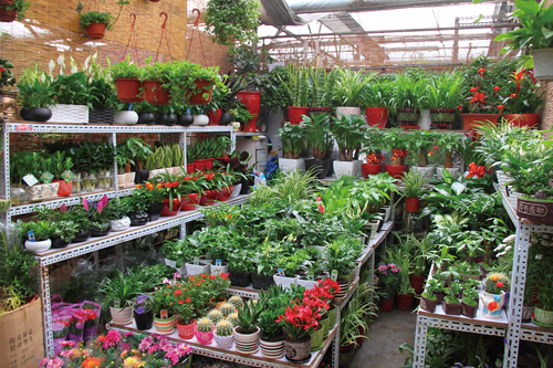 Huaxiang has every house plant imaginable