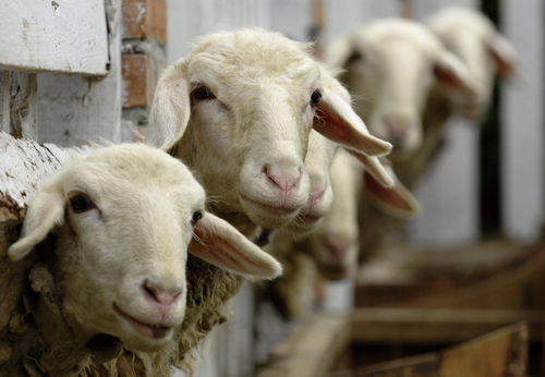 See creatures, great and small at Agrilandia