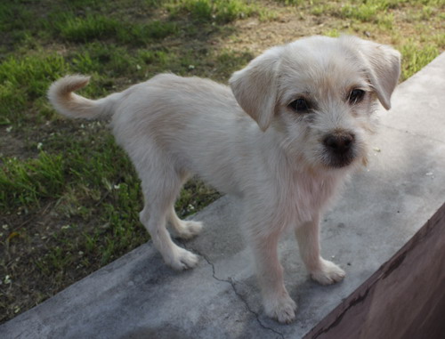 Rivers, a stray puppy no more. Photo by Kara Chin