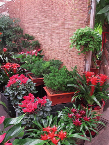 Ladies’ Street is adjacent to the Laitain Flower Market