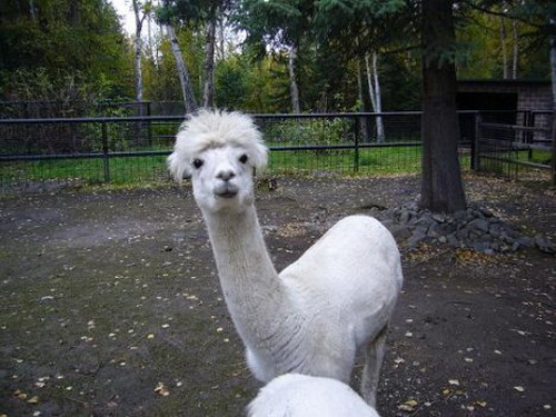 Caonima leads the hairstyle trend in China