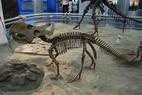 Dinosaur skeleton stands on all fours