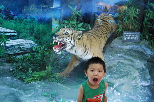 Chris Wu age 6 hangs out with the tigers