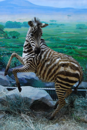 A zebra springs to action!