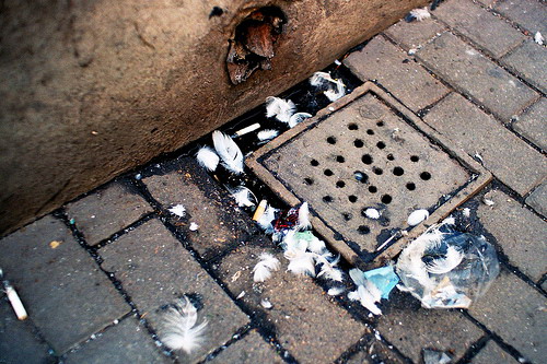 Is this part of your meal? Photo by Kr. B. of Flickr