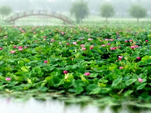 Lotus in full bloom at Baiyangdian, Hebei