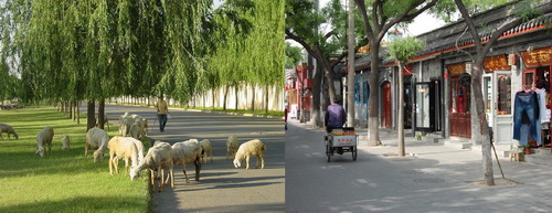 Shunyi or downtown?