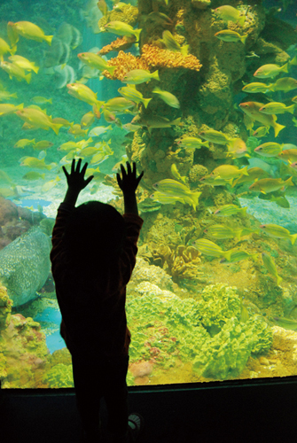 Sea life at Polar Ocean World