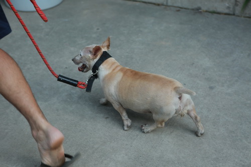 Well, humans weren't the only salivating...