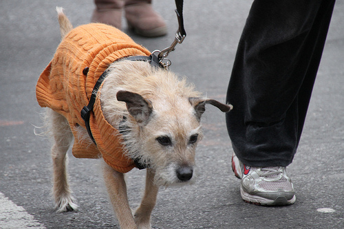 even dogs get cold...