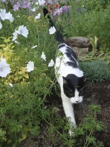 Silent Bob silently stalking bugs in the garden