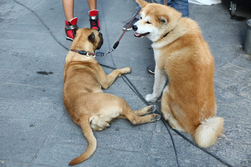WWho let the dogs out? The owners. Mystery solved