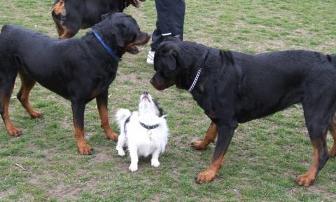 "Can't we just talk about this for a minute, guys?"