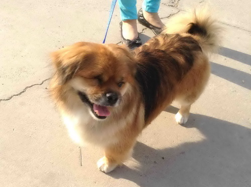 The victim, a dog named One-Eyed Jack (pictured above), was being walked when urban management officials beat it to death in front of its expat owner