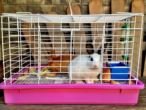 punky and caramel the school's pet rabbits