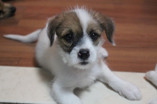 chips at four months