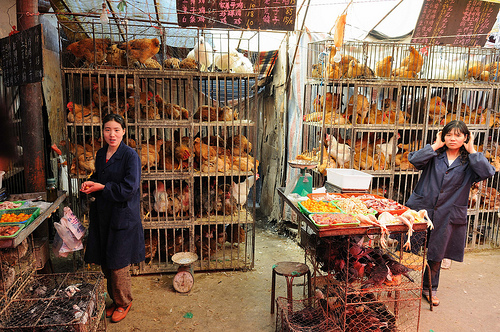 Live bird markets are, as ever, to be avoided where possible