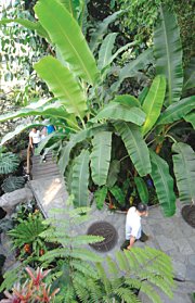 Beijing Botanical Garden