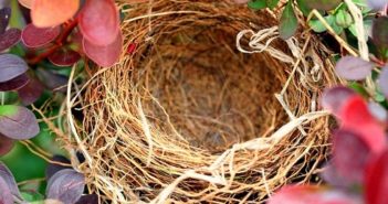 Empty nest