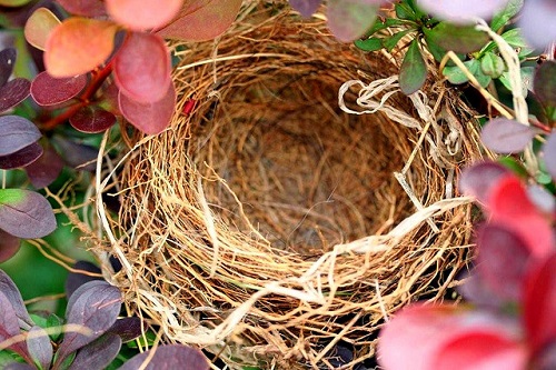 Empty nest