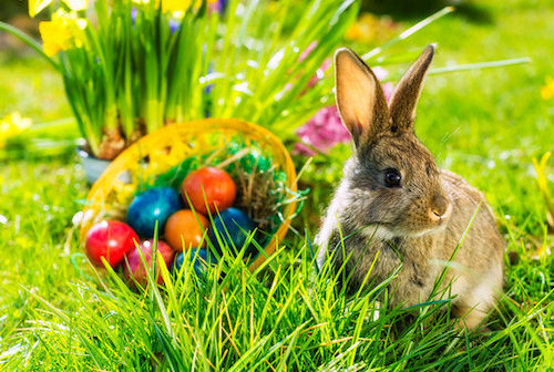 Rabbit and easter eggs