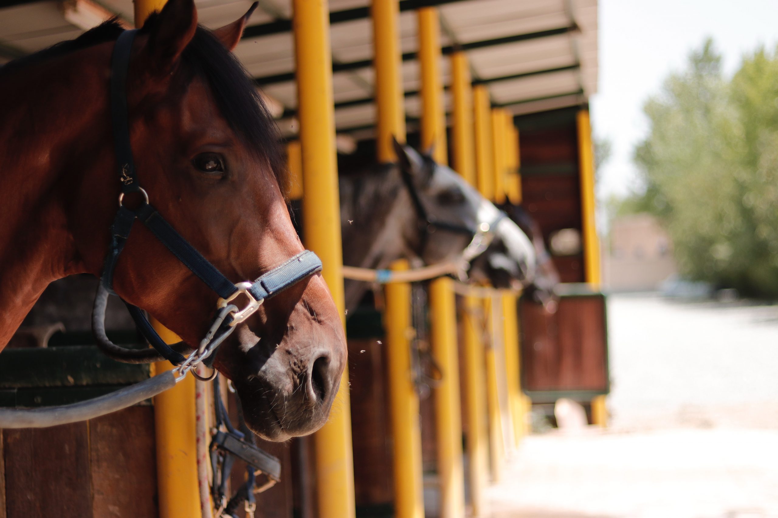 More Than a Hobby The Joy of Horseback Riding