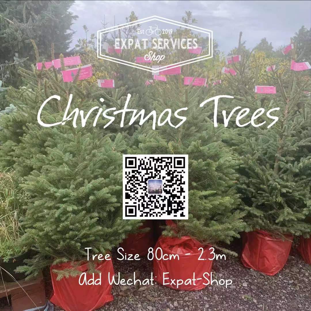 Get Your REAL Xmas Tree From One of These Places jingkids