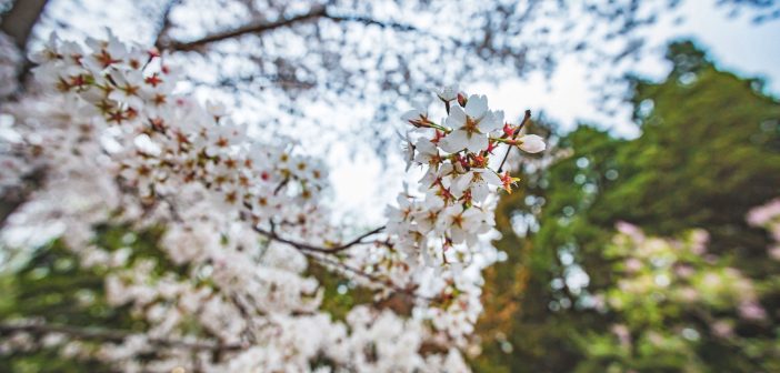 3 Tips for Catching the End of Cherry Blossom Season at Yuyuantan Park