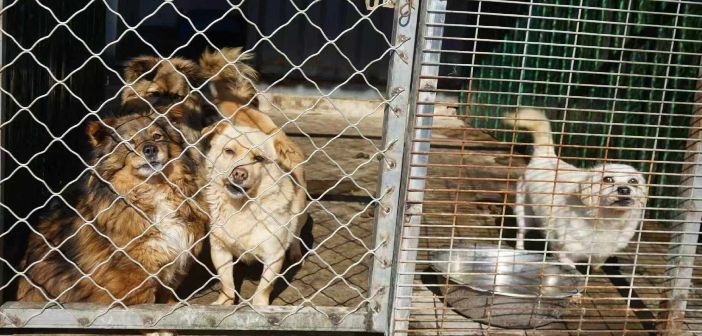 Santa Food Drive to Help Rescued Animals in Need