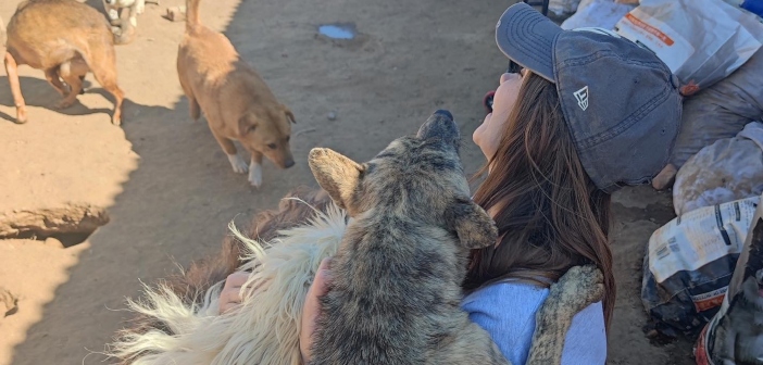 Teacher by Day, Animal Super Hero By Night